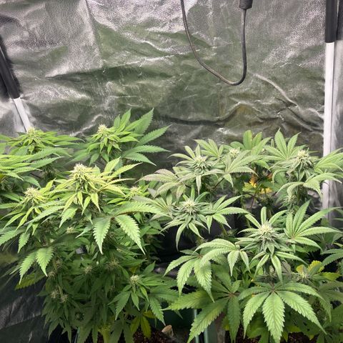 Gorilash growlog timeline photo