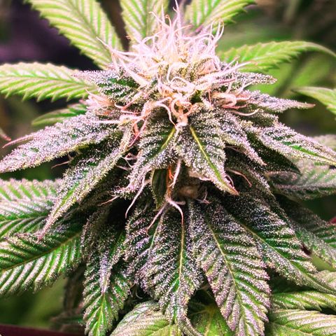 Gorilash growlog photo: Dia 40 de flora