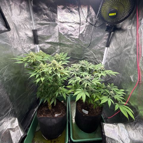 Gorilash growlog timeline photo