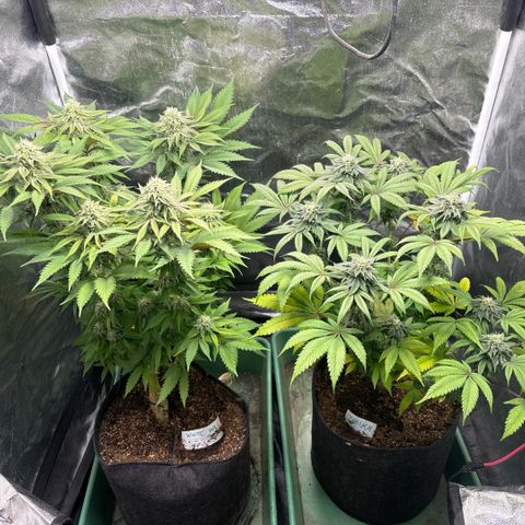 Gorilash growlog photo: Dia 47 de flora