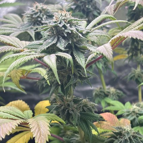 Gorilash growlog timeline photo