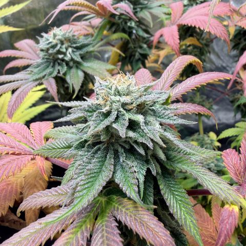Gorilash growlog timeline photo
