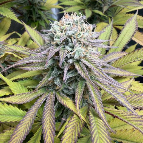 Gorilash growlog timeline photo
