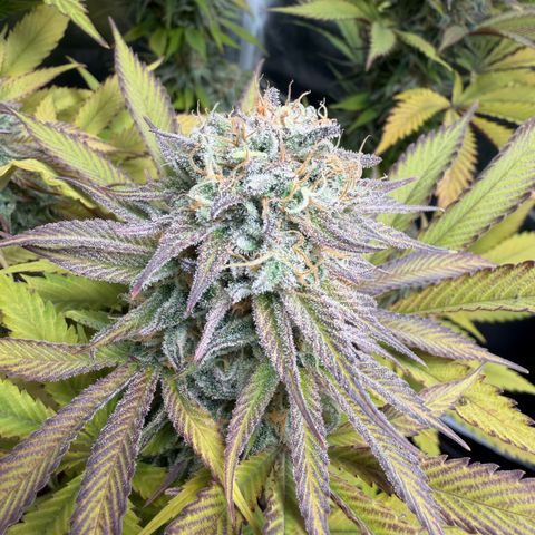 Gorilash growlog timeline photo