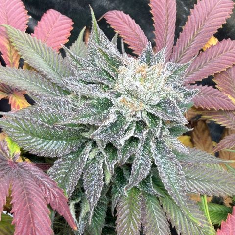 Gorilash growlog timeline photo