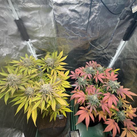 Gorilash growlog timeline photo