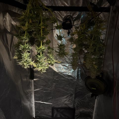 Gorilash growlog photo: Inicio de secado