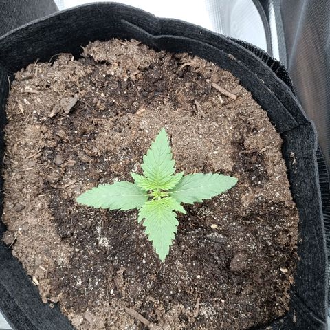 Northern Light Automatic growlog timeline photo