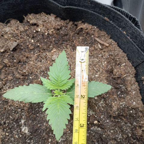 Northern Light Automatic growlog timeline photo