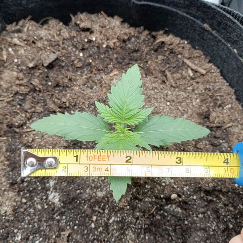 Northern Light Automatic growlog timeline photo