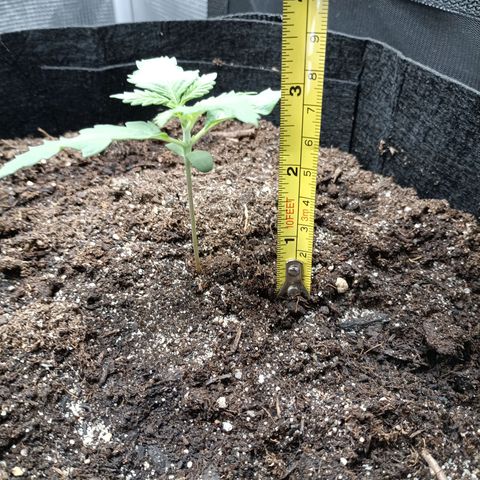 Northern Light Automatic growlog timeline photo