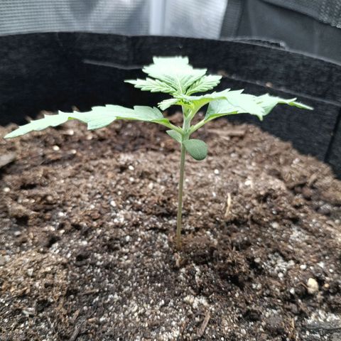 Northern Light Automatic growlog timeline photo