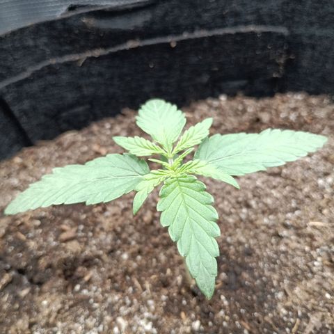 Apple Fritter Autoflower growlog timeline photo