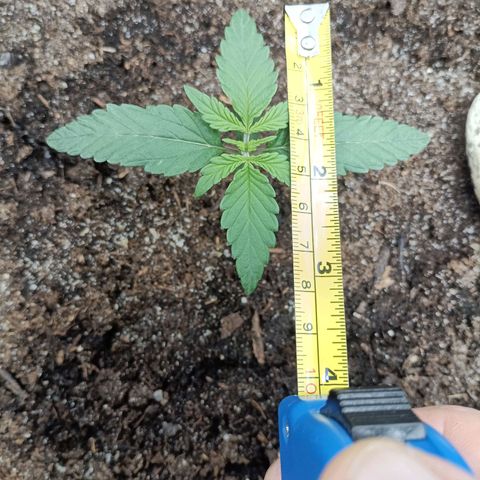 Apple Fritter Autoflower growlog timeline photo