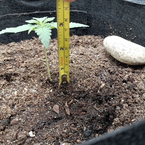 Apple Fritter Autoflower growlog timeline photo