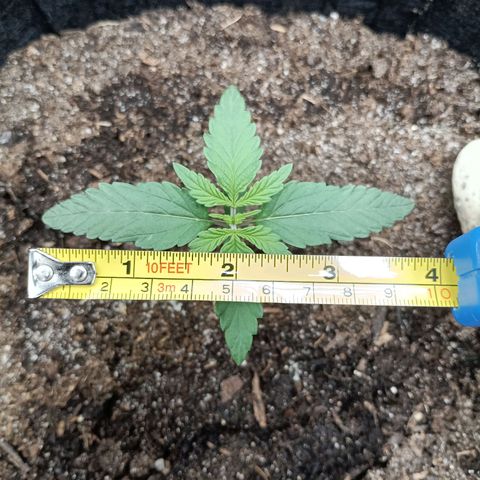 Apple Fritter Autoflower growlog timeline photo