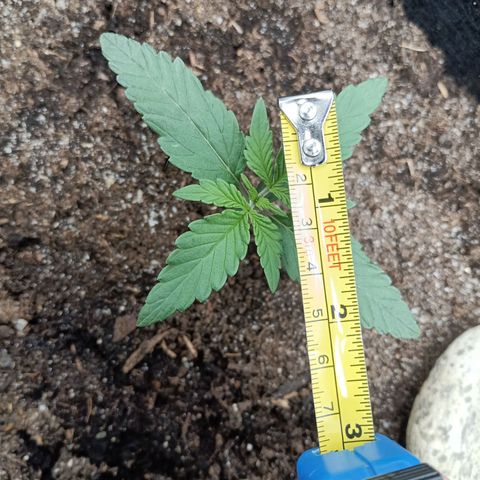 Apple Fritter Autoflower growlog timeline photo