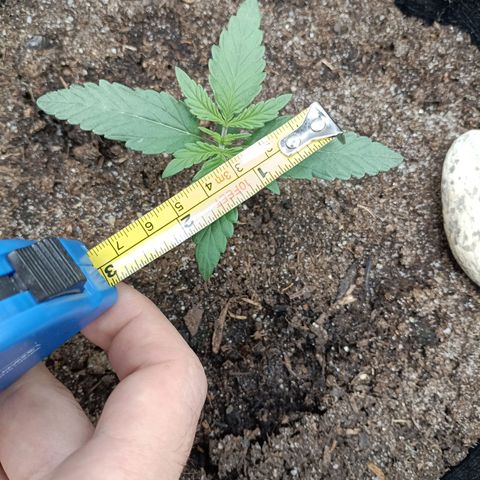 Apple Fritter Autoflower growlog timeline photo