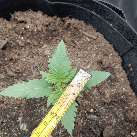 Northern Light Automatic growlog timeline photo