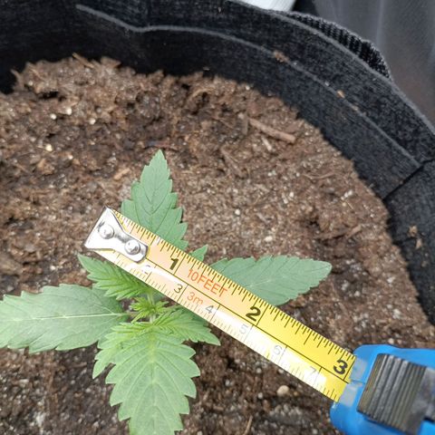 Northern Light Automatic growlog timeline photo