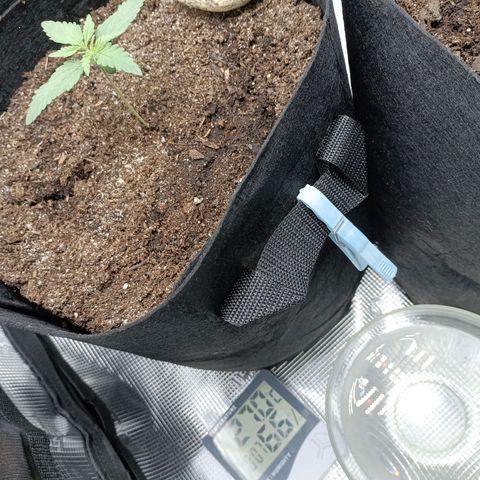 Northern Light Automatic growlog timeline photo