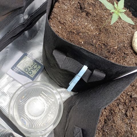 Apple Fritter Autoflower growlog timeline photo