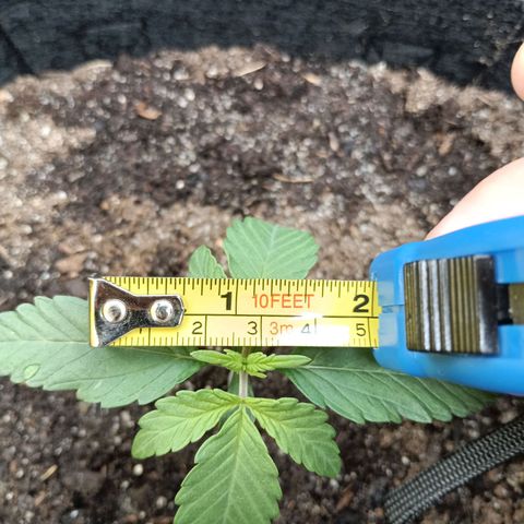 Apple Fritter Autoflower growlog timeline photo