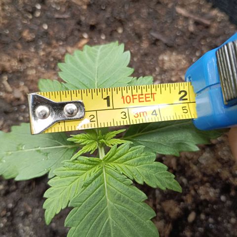 Northern Light Automatic growlog timeline photo