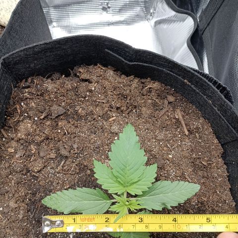 Northern Light Automatic growlog timeline photo