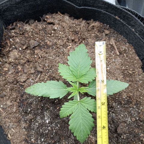 Northern Light Automatic growlog timeline photo