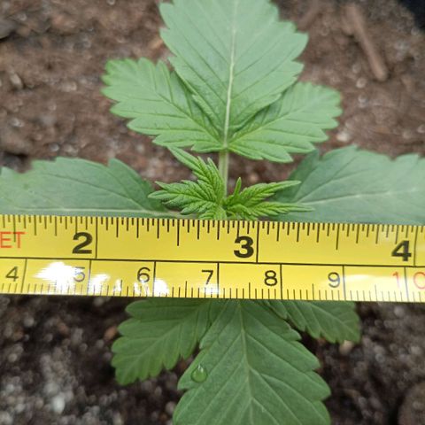 Northern Light Automatic growlog timeline photo