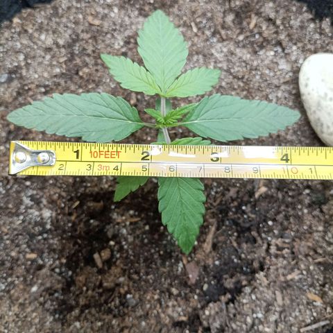 Apple Fritter Autoflower growlog timeline photo