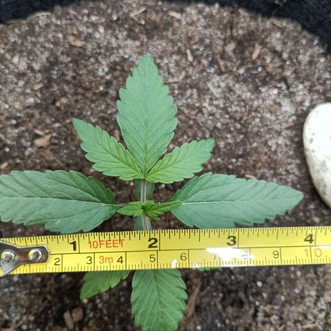 Apple Fritter Autoflower growlog timeline photo
