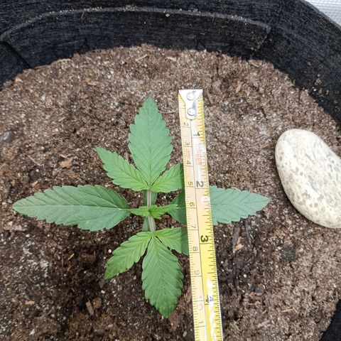 Apple Fritter Autoflower growlog timeline photo