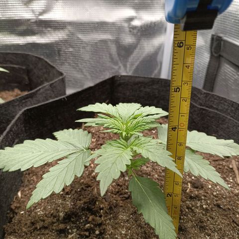 Northern Light Automatic growlog timeline photo