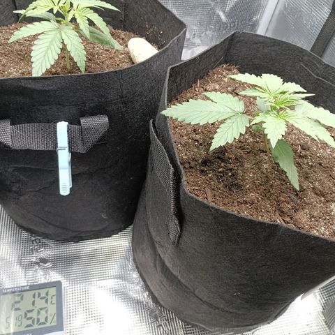 Northern Light Automatic growlog timeline photo
