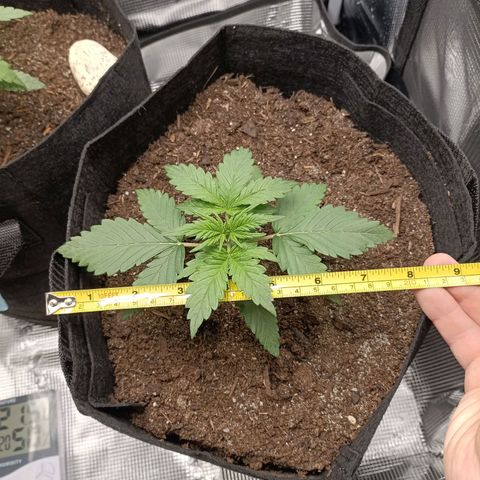 Northern Light Automatic growlog timeline photo