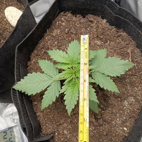 Northern Light Automatic growlog timeline photo