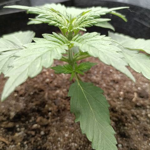 Northern Light Automatic growlog timeline photo