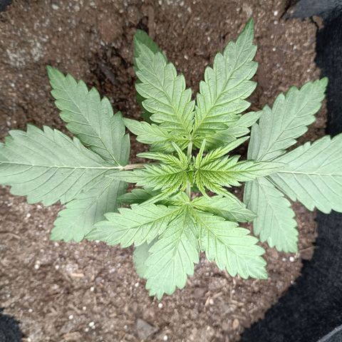 Northern Light Automatic growlog timeline photo