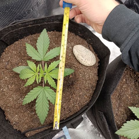 Apple Fritter Autoflower growlog timeline photo