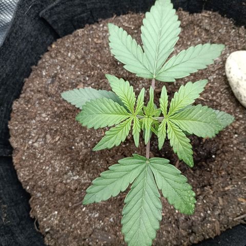 Apple Fritter Autoflower growlog timeline photo