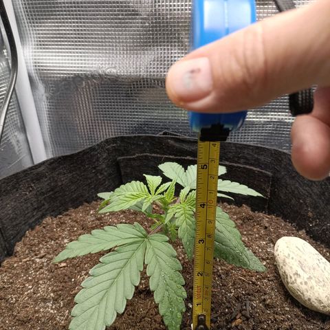 Apple Fritter Autoflower growlog timeline photo