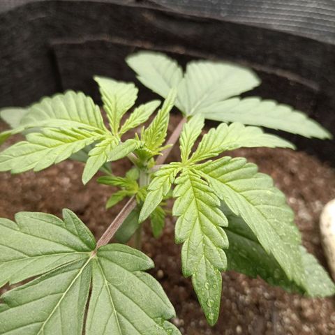 Apple Fritter Autoflower growlog timeline photo