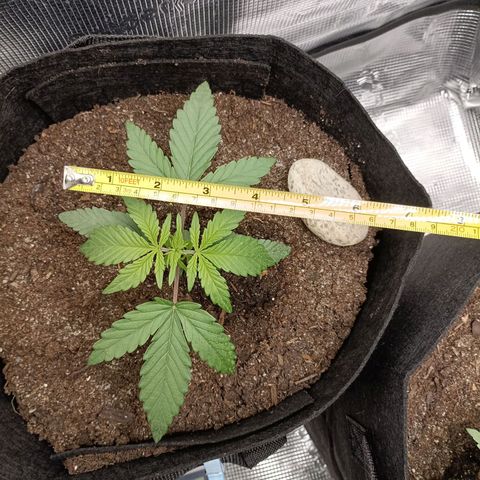 Apple Fritter Autoflower growlog timeline photo