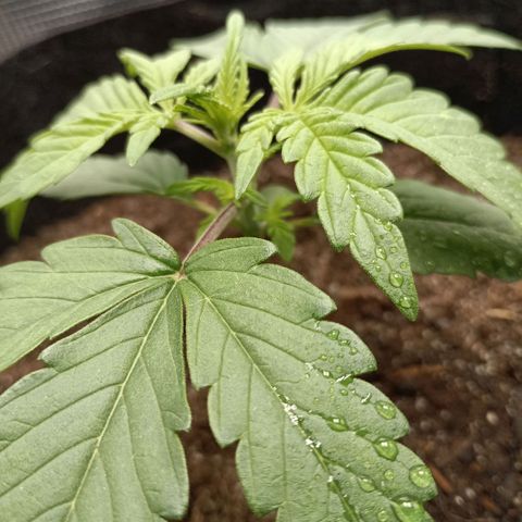 Apple Fritter Autoflower growlog timeline photo