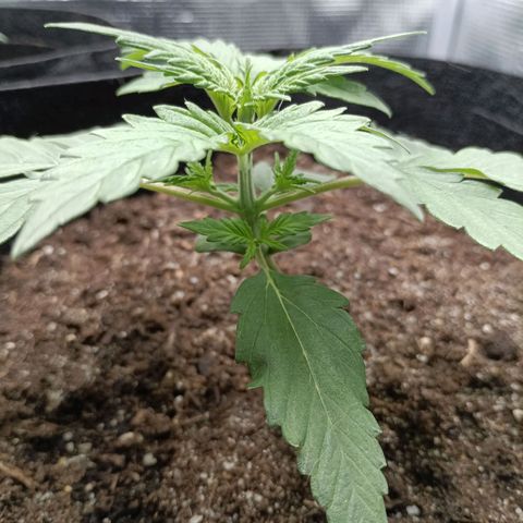 Northern Light Automatic growlog timeline photo