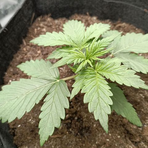 Northern Light Automatic growlog timeline photo
