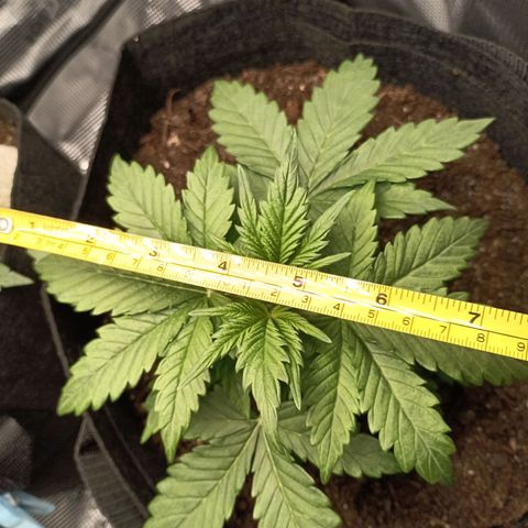 Northern Light Automatic growlog timeline photo
