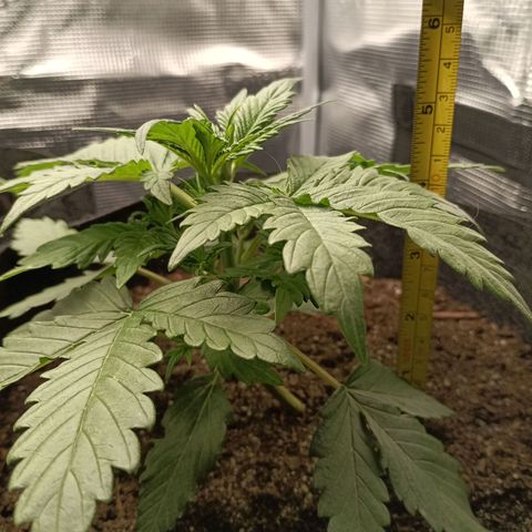 Northern Light Automatic growlog timeline photo